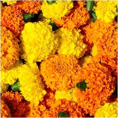 Crackerjack Marigold Mixture (Tagetes erecta)