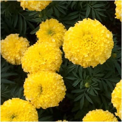 Crackerjack Marigold Mixture (Tagetes erecta)