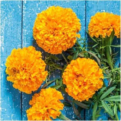 Crackerjack Marigold Mixture (Tagetes erecta)