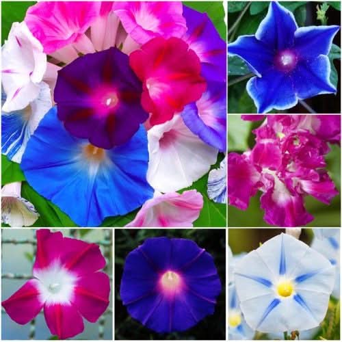 Crazy Mixed Morning Glory Seeds For Planting (Ipomoea pupurea / nil)