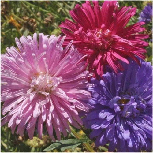 Crego Mixture China Aster Seeds For Planting (Callistephus chinensis)