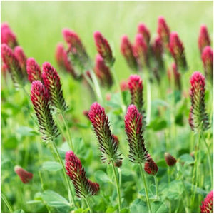 Crimson Clover