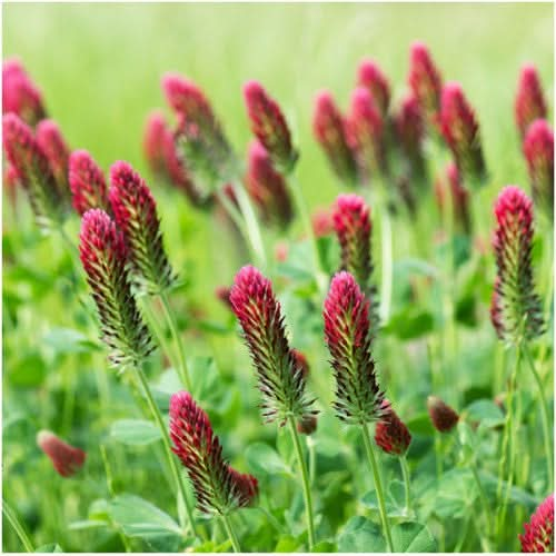 Crimson Clover