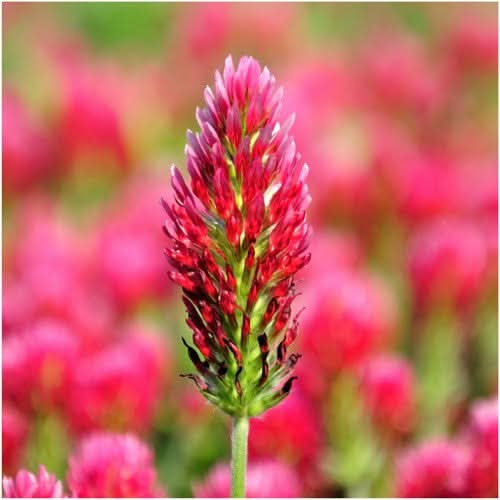 Crimson Clover