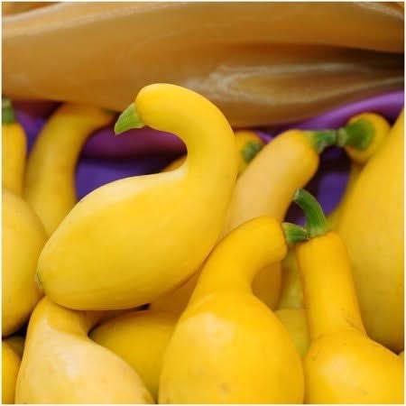 Crookneck Summer Squash Seeds For Planting (Cucurbita pepo)
