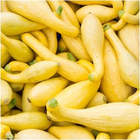 Crookneck Summer Squash Seeds For Planting (Cucurbita pepo)