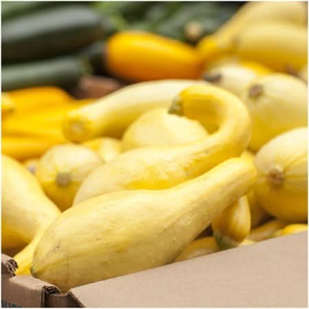 Crookneck Summer Squash Seeds For Planting (Cucurbita pepo)