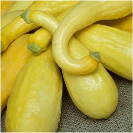 Crookneck Summer Squash Seeds For Planting (Cucurbita pepo)