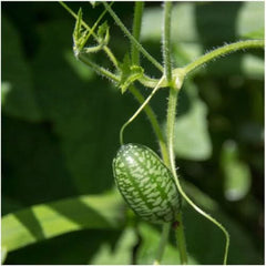 100 Organic Cucamelon Seeds Melothria Scabra Mexican Minimelon Mousemelon  Seeds Cucamelon Samen Graines Semi Semillas -  Hong Kong