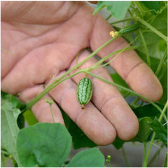  Seed Needs, Cucamelon Seeds - 65 Heirloom Seeds for Planting  Melothria scobra - Mexican Sour Gherkin Non-GMO & Untreated, Boasts a Light  Citrus Flavor, (2 Packs) : Patio, Lawn & Garden