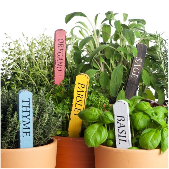 Seed Needs Herb Seed Collection