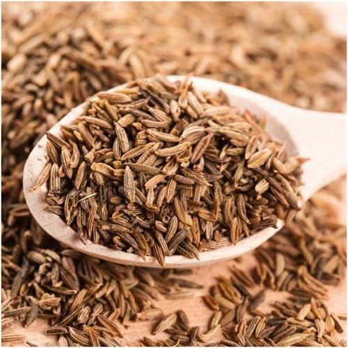 where to buy cumin seeds for planting Cumin Herb Seeds For Planting (Cuminum cyminum) – Seed Needs LLC