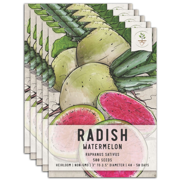 Watermelon Radish Seeds For Planting (Raphanus sativus)