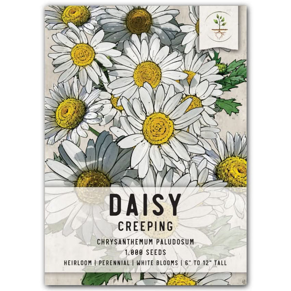 Creeping Daisy Seeds For Planting (Chrysanthemum paludosum)