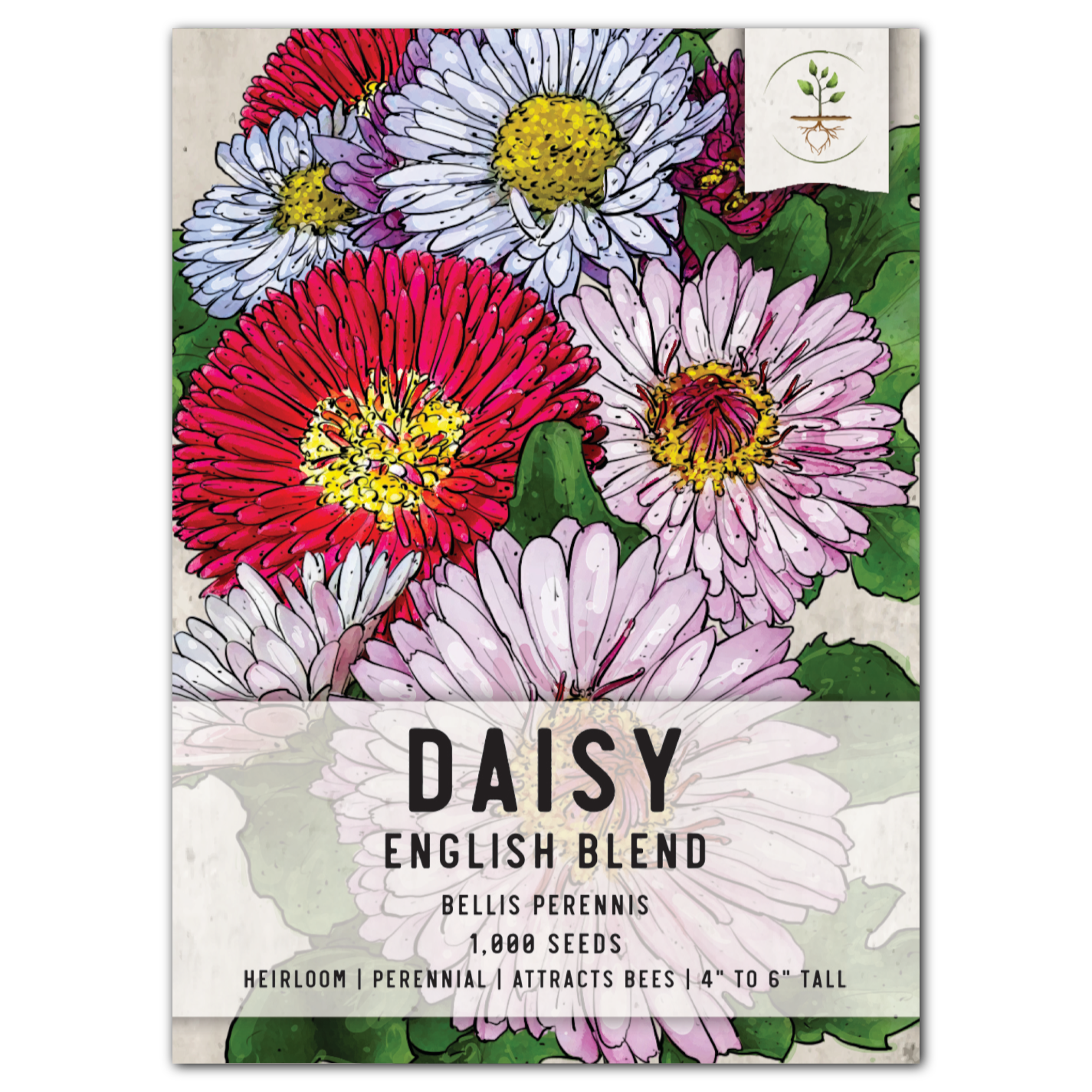 English Daisy Seed Mixture (Bellis perennis)