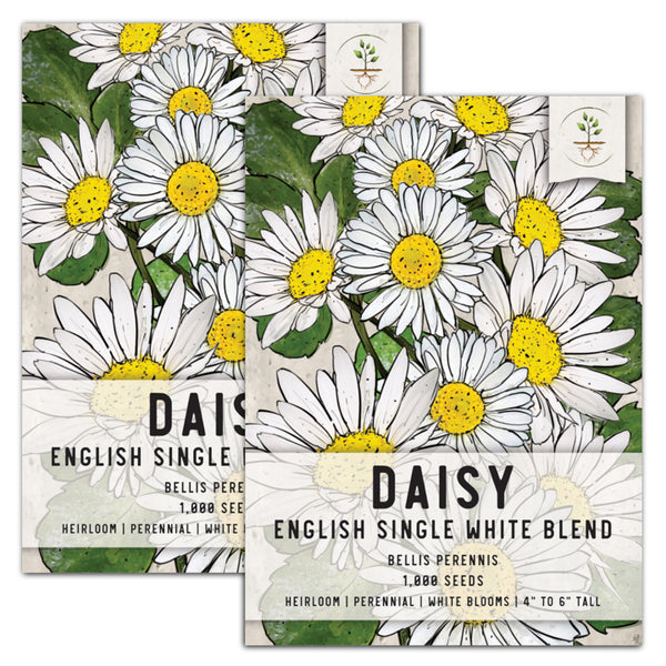 white english daisy seeds for planting