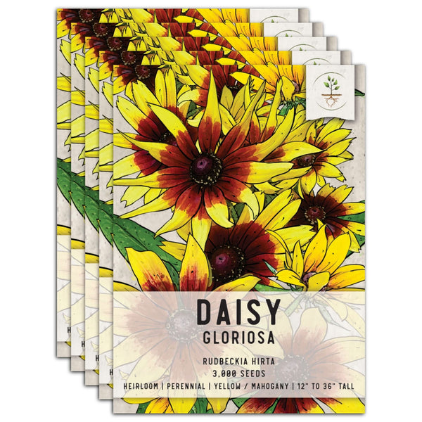 Gloriosa Daisy Seeds For Planting (Rudbeckia Gloriosa)