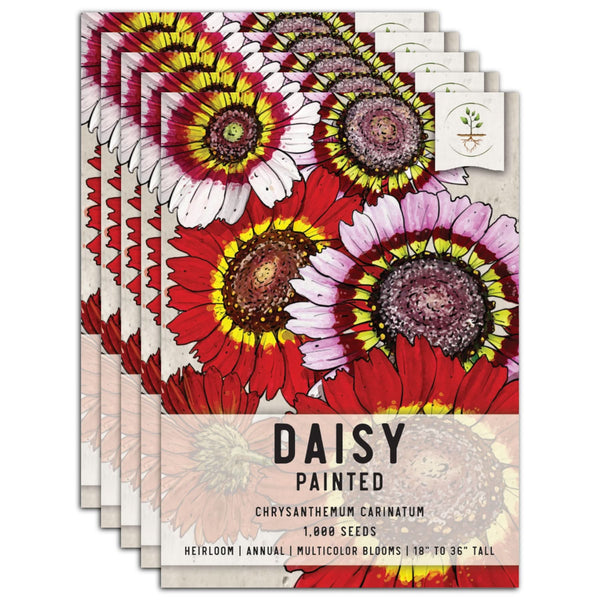 Painted Daisy Seeds For Planting (Chrysanthemum carinatum)