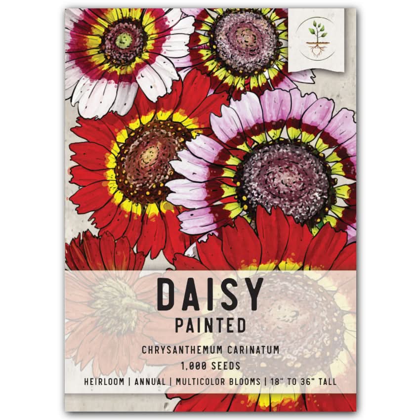 Painted Daisy Seeds For Planting (Chrysanthemum carinatum)