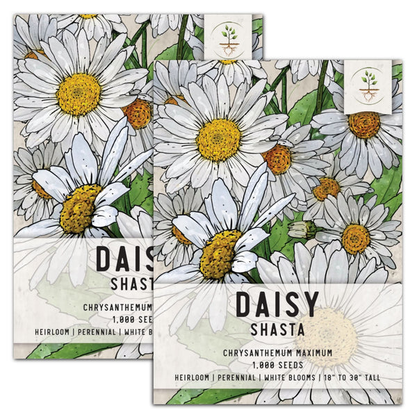 Shasta Daisy Seeds For Planting (Chrysanthemum maximum)