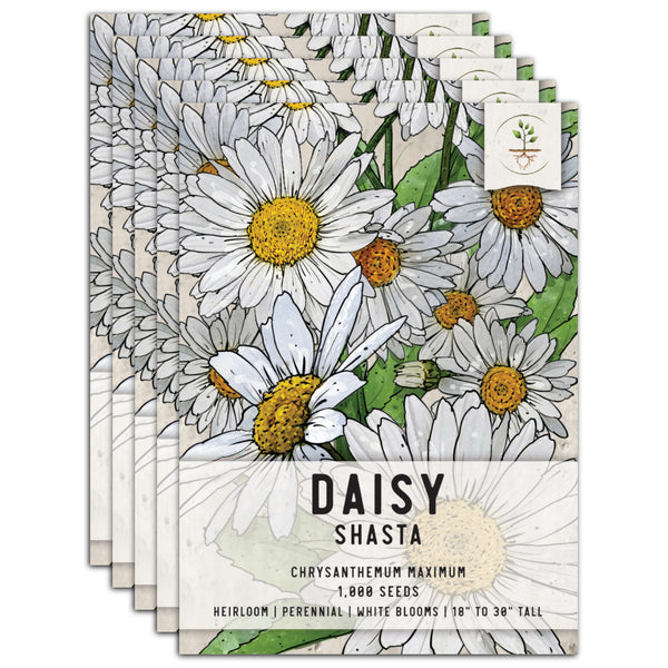 Shasta Daisy Seeds For Planting (Chrysanthemum maximum)