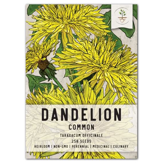 common dandelion herb seeds for planting