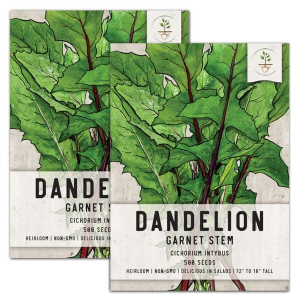 Garnet Stem, Italian Dandelion Seeds For Planting (Cichorium intybus)