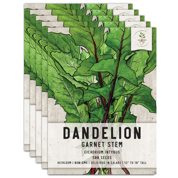 Garnet Stem, Italian Dandelion Seeds For Planting (Cichorium intybus)