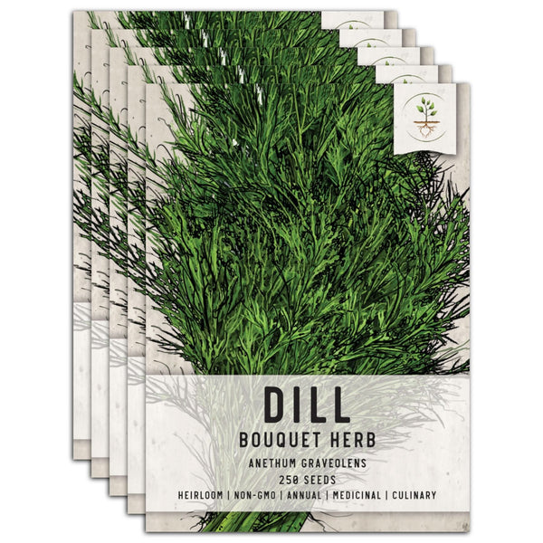 Dill Herb Seeds For Planting (Anethum graveolens)