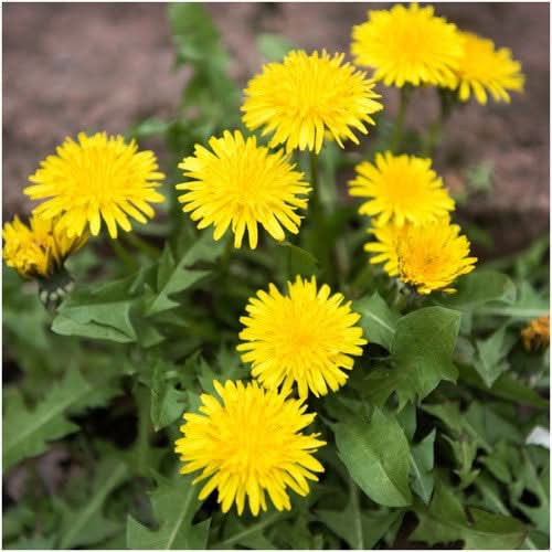 common dandelion herb seeds for planting