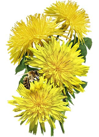 common dandelion herb seeds for planting
