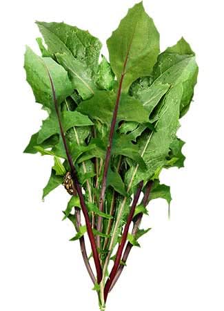 Garnet Stem, Italian Dandelion Seeds For Planting (Cichorium intybus)