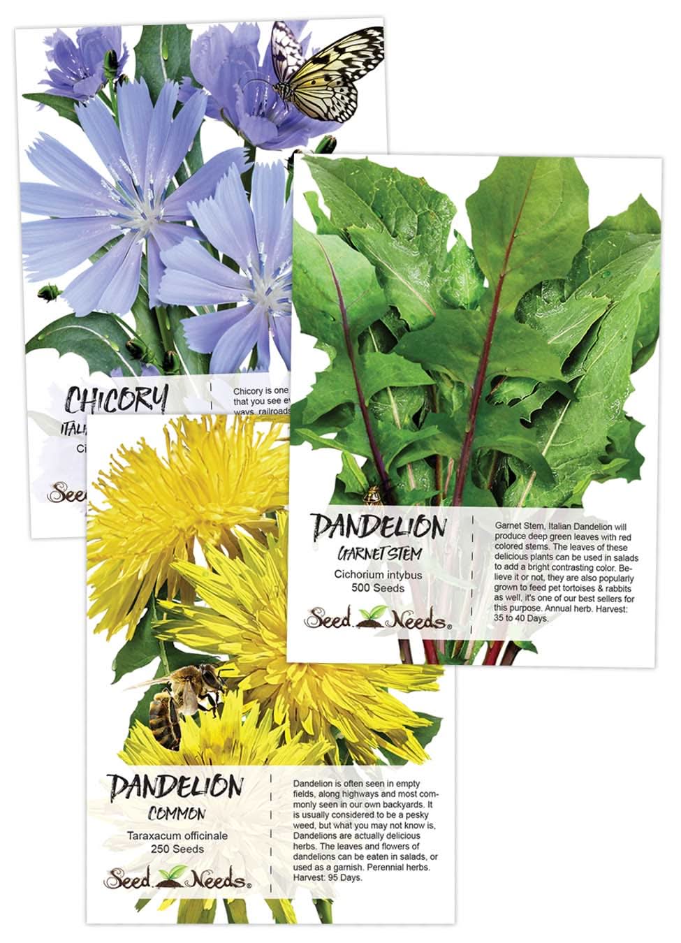 Dandelion Seed Collection