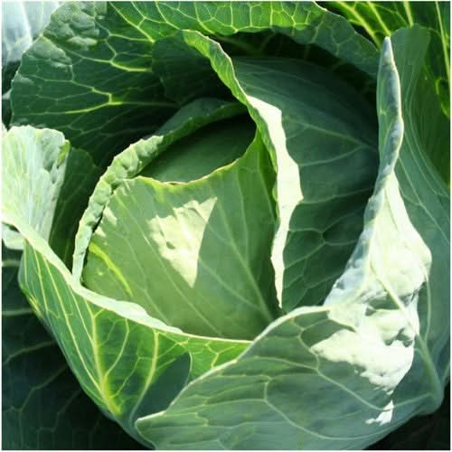 Danish Ballhead Cabbage Seeds For Planting 