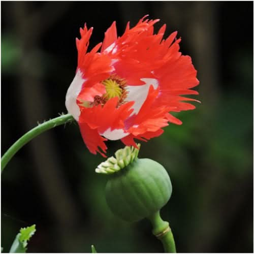 danish flag poppy seeds for planting