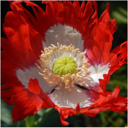 danish flag poppy seeds for planting