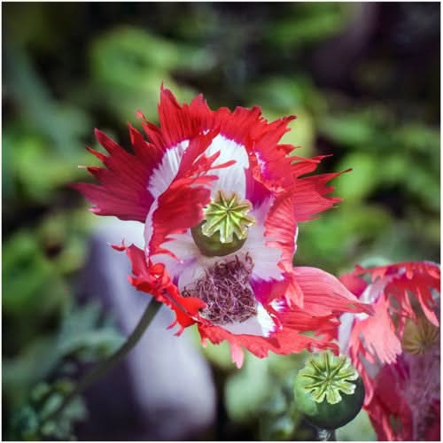 danish flag poppy seeds for planting