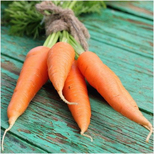 danvers 126 Carrots