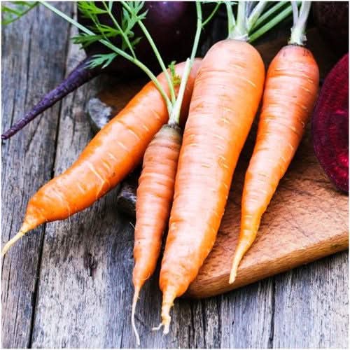Danvers 126 Carrot Seeds For Planting (Daucus carota)