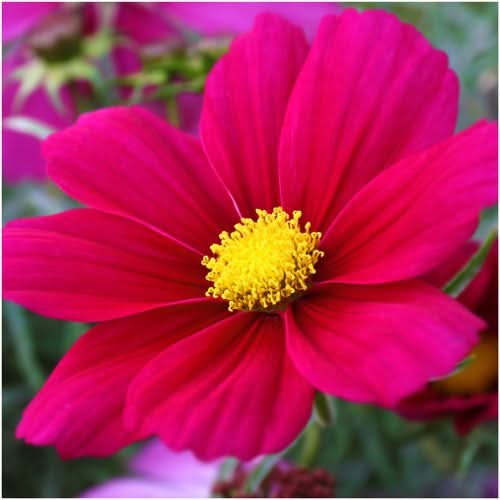 Dazzler Cosmos flower seeds for planting