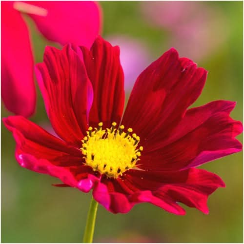Dazzler Cosmos Seeds For Planting (Cosmos bipinnatus)