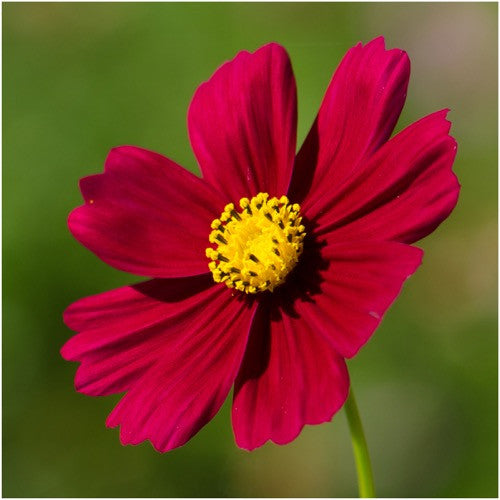Dazzler Cosmos flower seeds for planting