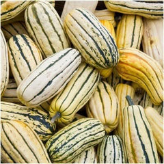 Delicata Winter Squash Seeds For Planting (Cucurbita pepo)