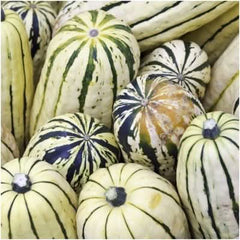 Delicata Winter Squash Seeds For Planting (Cucurbita pepo)