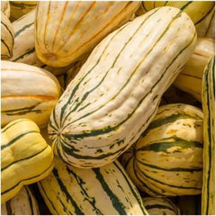 Delicata Winter Squash Seeds For Planting (Cucurbita pepo)