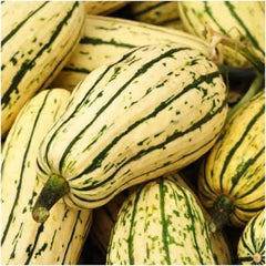 Delicata Winter Squash Seeds For Planting (Cucurbita pepo)