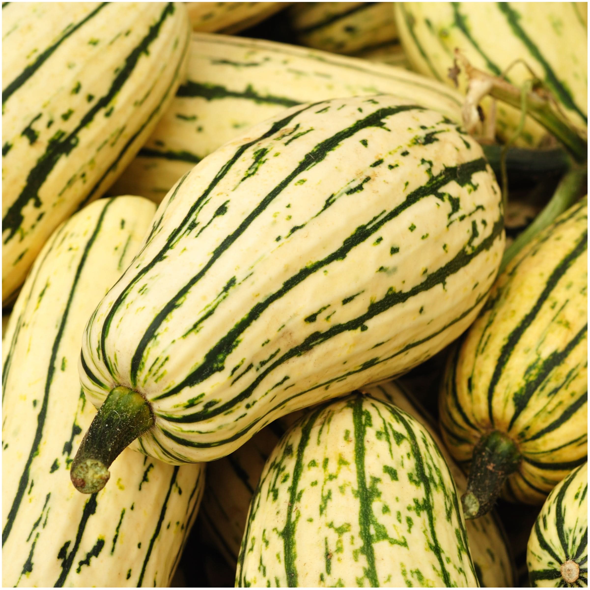 Seed Needs Winter Squash Seed Collection