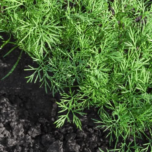 Dill Herb Seeds For Planting (Anethum graveolens)