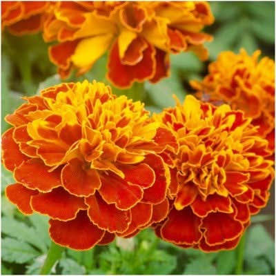 double fiesta marigold seeds for planting