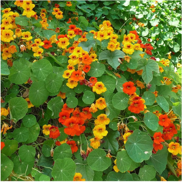 Double Gleam Nasturtium Seeds For Planting (Tropaeolum majus)